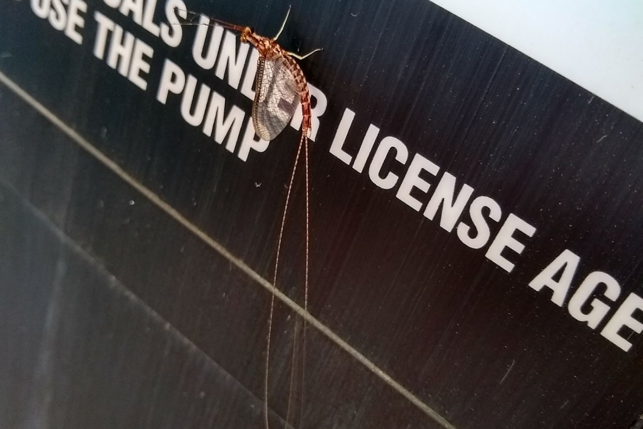 Mayfly season 2023 Two days of sex, bright lights for pesky bugs